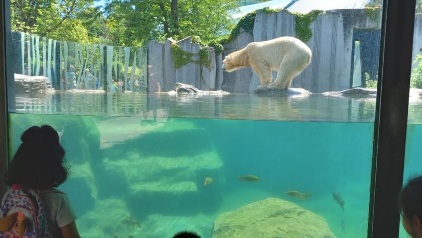 Eisbär